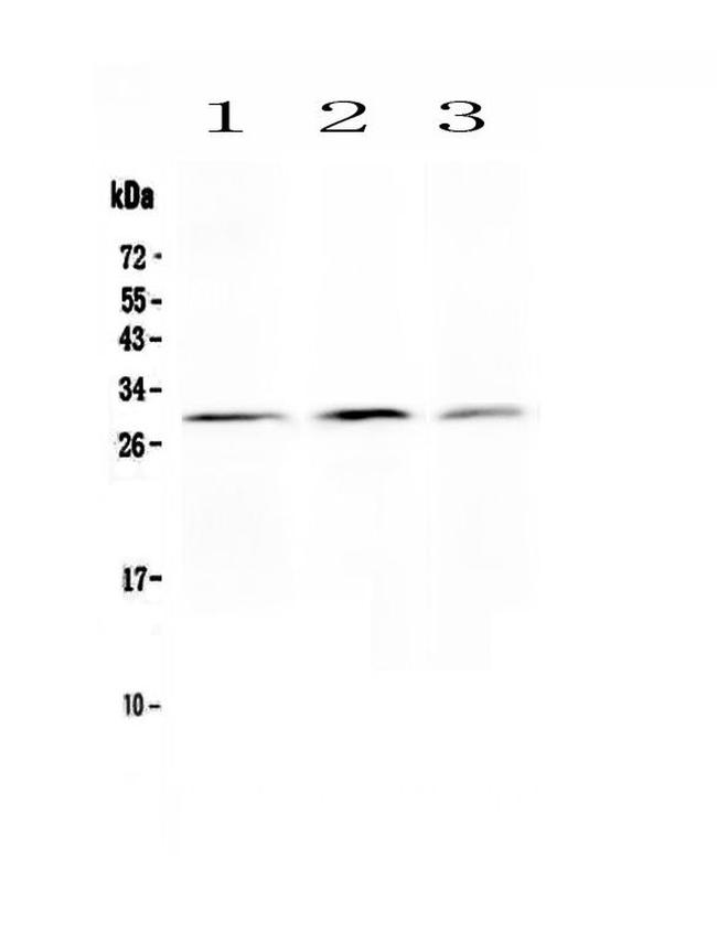 Kallikrein 2 Antibody in Western Blot (WB)