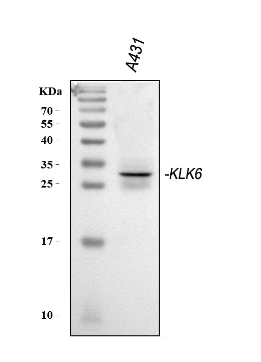 Kallikrein 6 Antibody in Western Blot (WB)