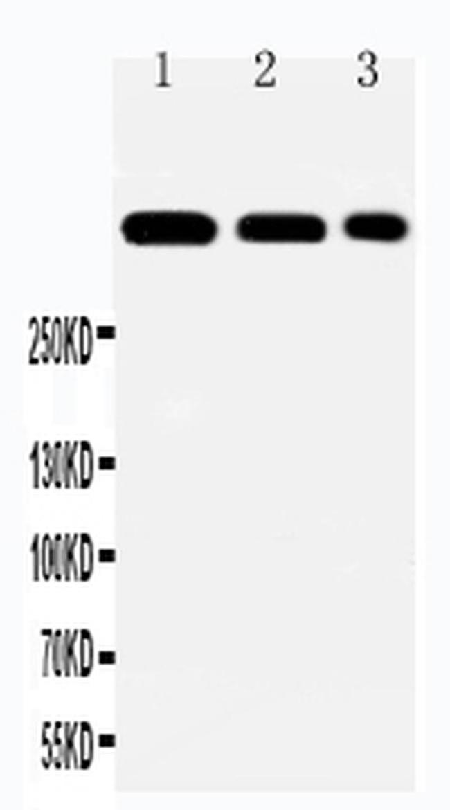 Laminin alpha-2 Antibody in Western Blot (WB)