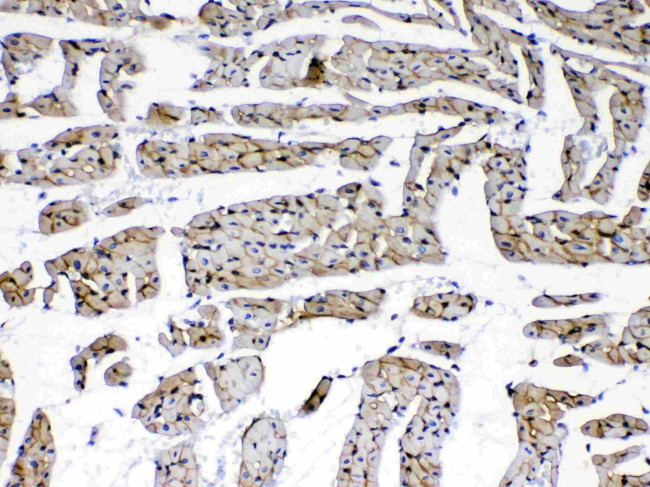 Laminin gamma-1,2,3 Antibody in Immunohistochemistry (Paraffin) (IHC (P))