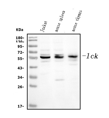 LCK Antibody in Western Blot (WB)