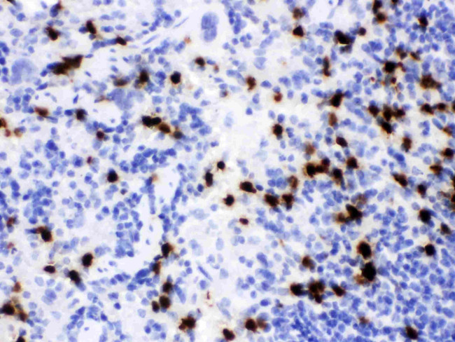 NGAL Antibody in Immunohistochemistry (Paraffin) (IHC (P))