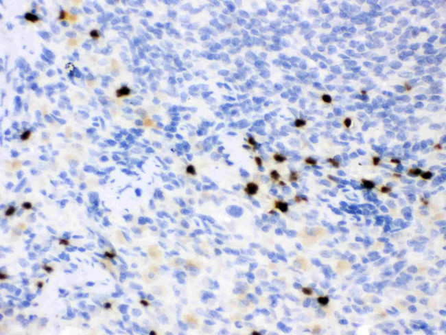 NGAL Antibody in Immunohistochemistry (Paraffin) (IHC (P))