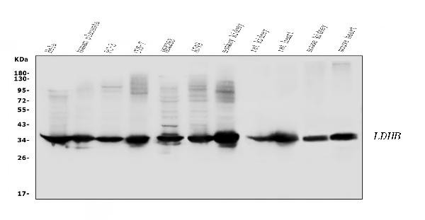 LDHB Antibody in Western Blot (WB)