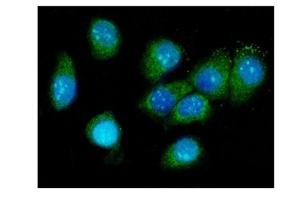 Galectin 3 Antibody in Immunocytochemistry (ICC/IF)