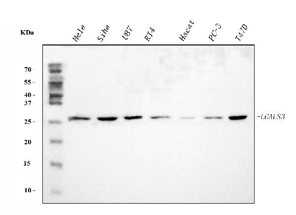 Galectin 3 Antibody in Western Blot (WB)