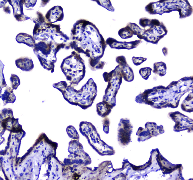 LGALS3BP Antibody in Immunohistochemistry (Paraffin) (IHC (P))