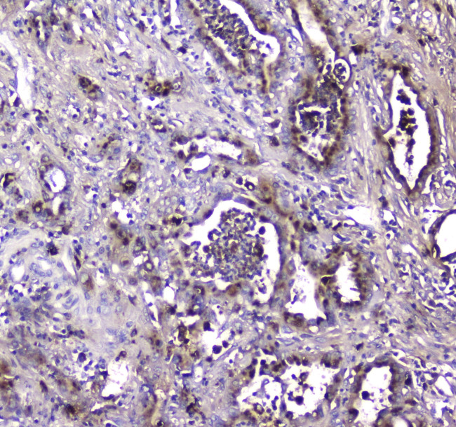 LGALS3BP Antibody in Immunohistochemistry (Paraffin) (IHC (P))