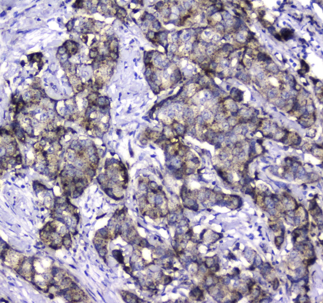 LGALS3BP Antibody in Immunohistochemistry (Paraffin) (IHC (P))