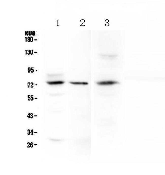 LGALS3BP Antibody in Western Blot (WB)