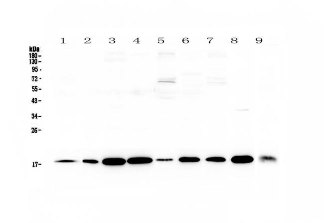 LIF Antibody in Western Blot (WB)