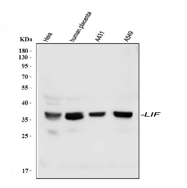 LIF Antibody in Western Blot (WB)