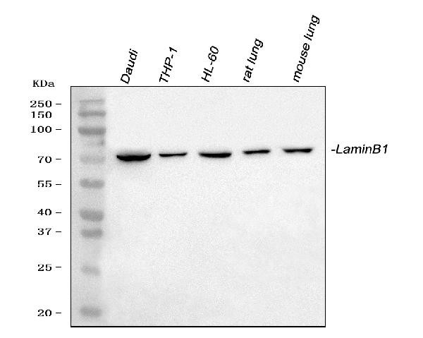 Lamin B1 Antibody in Western Blot (WB)