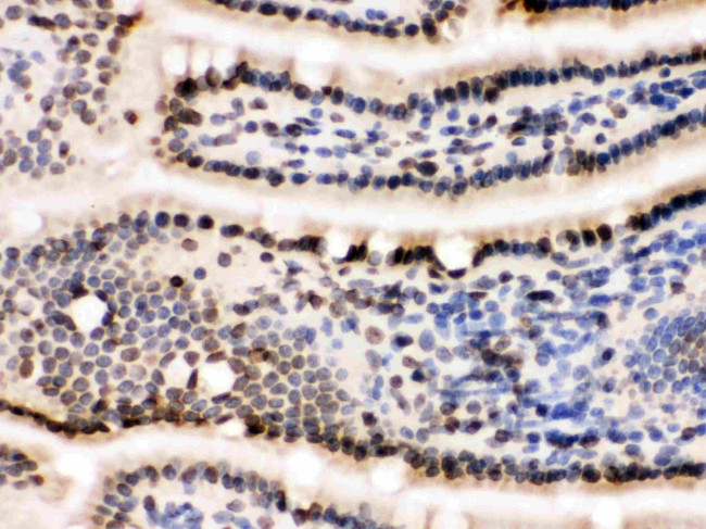 Lamin B1 Antibody in Immunohistochemistry (Frozen) (IHC (F))