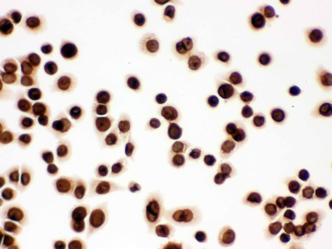 Lamin B1 Antibody in Immunocytochemistry (ICC/IF)