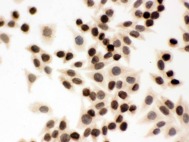 Lamin B1 Antibody in Immunocytochemistry (ICC/IF)