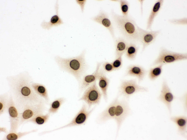 Lamin B1 Antibody in Immunocytochemistry (ICC/IF)