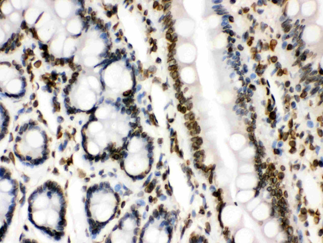 Lamin B1 Antibody in Immunohistochemistry (Paraffin) (IHC (P))