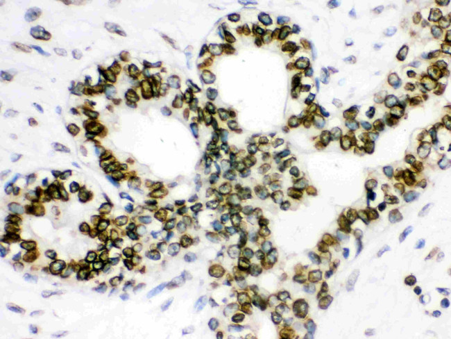 Lamin B1 Antibody in Immunohistochemistry (Paraffin) (IHC (P))