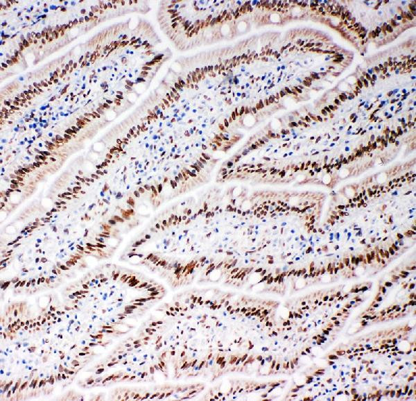 Lamin B2 Antibody in Immunohistochemistry (Frozen) (IHC (F))