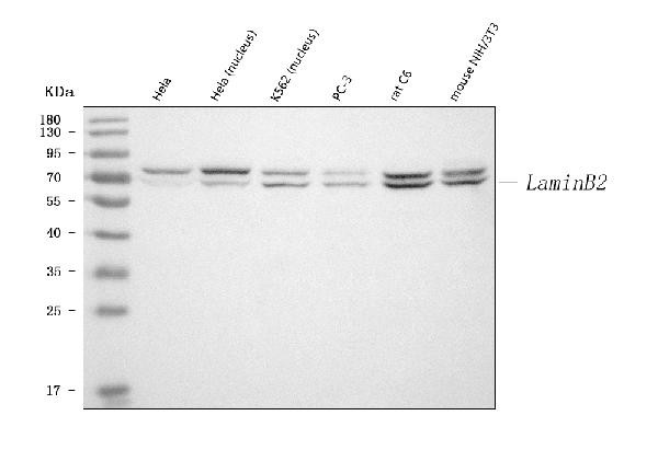 Lamin B2 Antibody in Western Blot (WB)