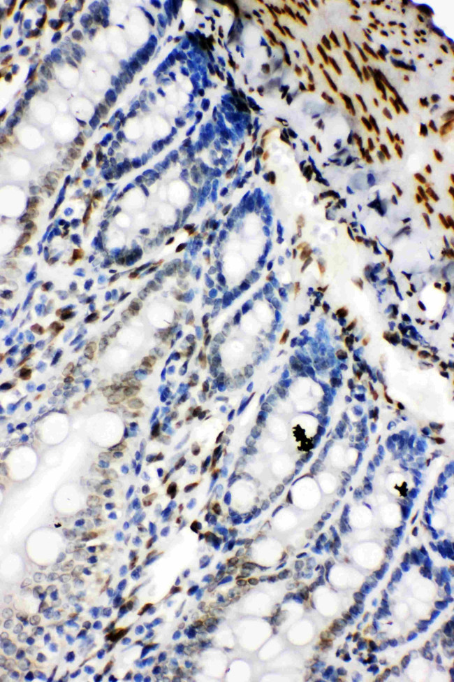 Lamin B2 Antibody in Immunohistochemistry (Paraffin) (IHC (P))