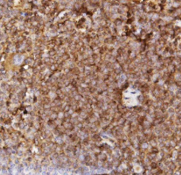 Ly-6A/E (Sca-1) Antibody in Immunohistochemistry (Paraffin) (IHC (P))