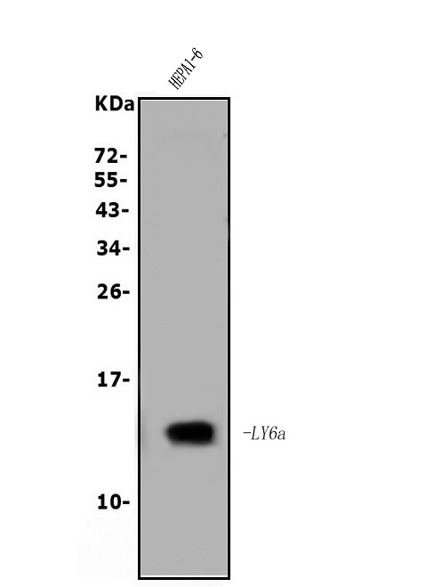 Ly-6A/E (Sca-1) Antibody in Western Blot (WB)