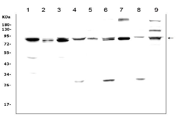 MAD1 Antibody in Western Blot (WB)