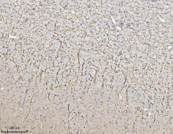 MAG Antibody in Immunohistochemistry (Paraffin) (IHC (P))