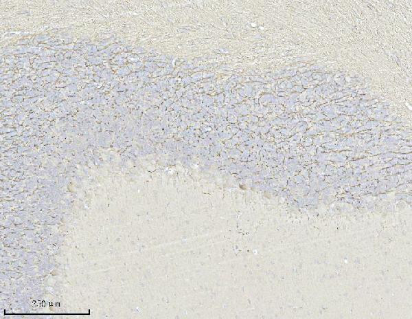 MAG Antibody in Immunohistochemistry (Paraffin) (IHC (P))