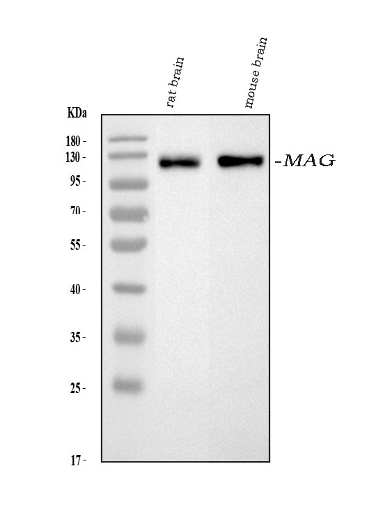 MAG Antibody in Western Blot (WB)