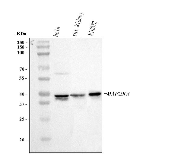 MEK3 Antibody in Western Blot (WB)