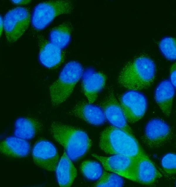 MKK7 Antibody in Immunocytochemistry (ICC/IF)