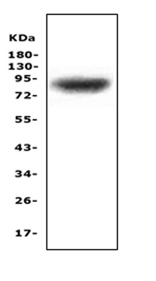 ZAK Antibody in Western Blot (WB)