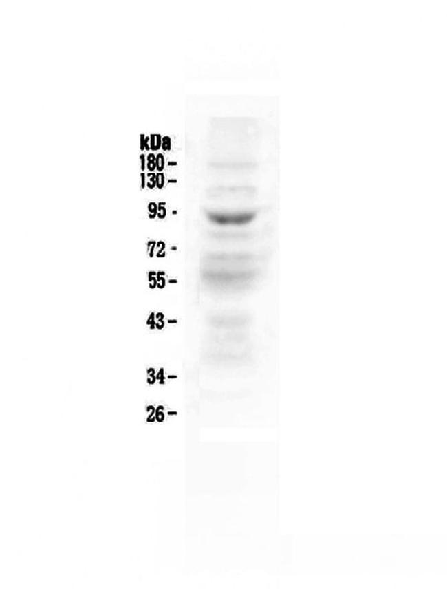 ZAK Antibody in Western Blot (WB)