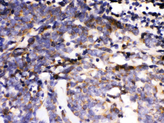 ERK3 Antibody in Immunohistochemistry (Paraffin) (IHC (P))