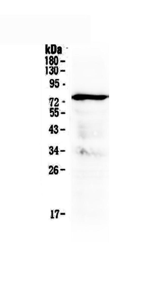 MAVS Antibody in Western Blot (WB)