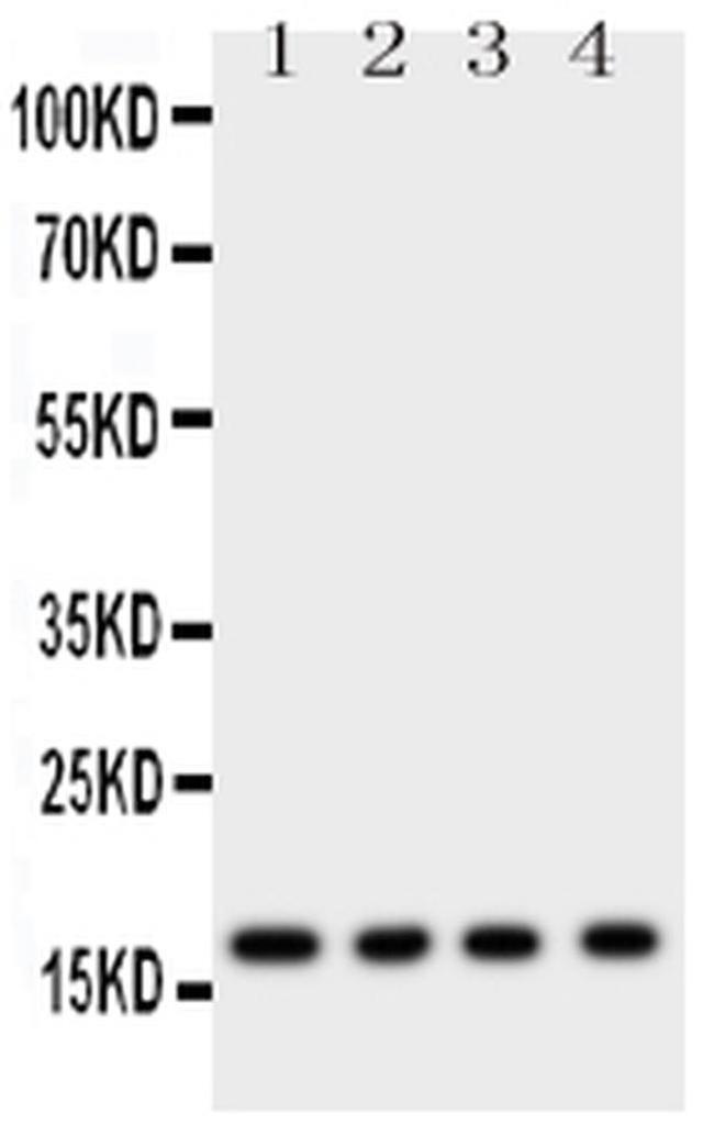 Myoglobin Antibody in Western Blot (WB)