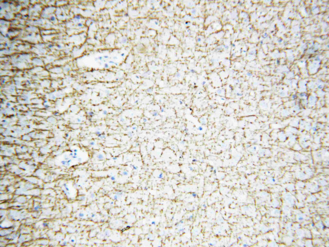 MBP Antibody in Immunohistochemistry (Paraffin) (IHC (P))