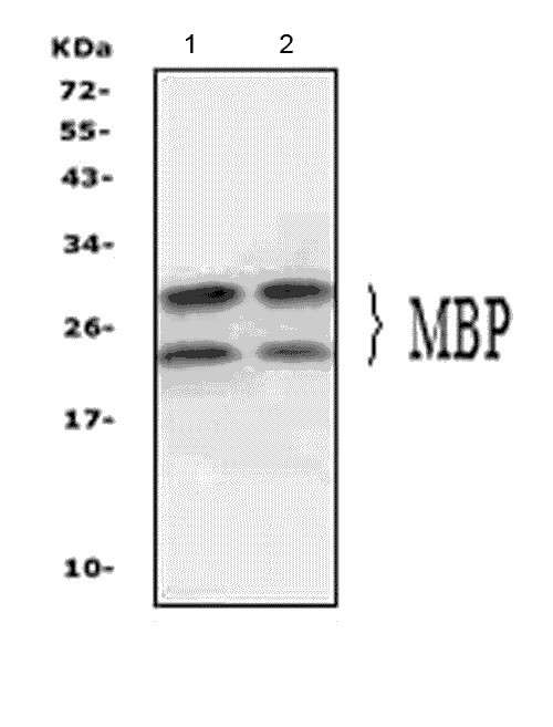 MBP Antibody in Western Blot (WB)