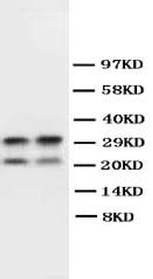 MBP Antibody in Western Blot (WB)