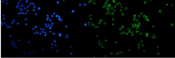 MCM2 Antibody in Immunocytochemistry (ICC/IF)