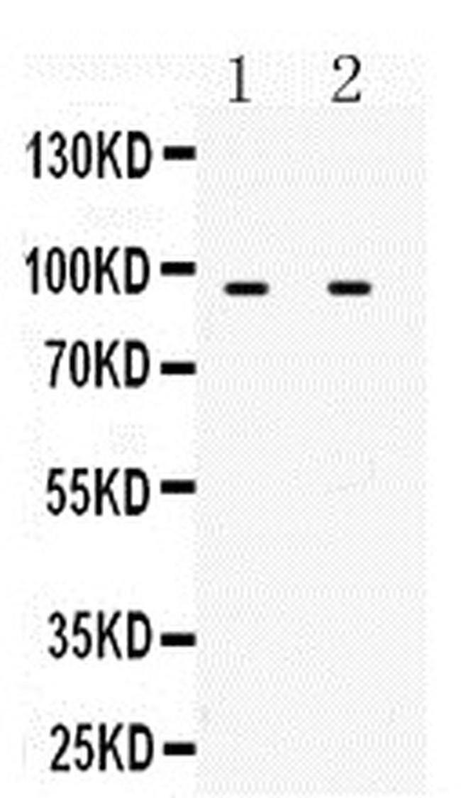 MCM3 Antibody in Western Blot (WB)