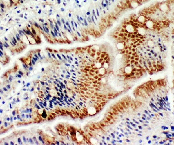 MCM6 Antibody in Immunohistochemistry (Frozen) (IHC (F))