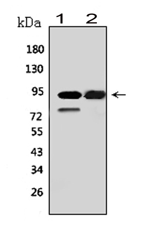 MCM6 Antibody in Western Blot (WB)