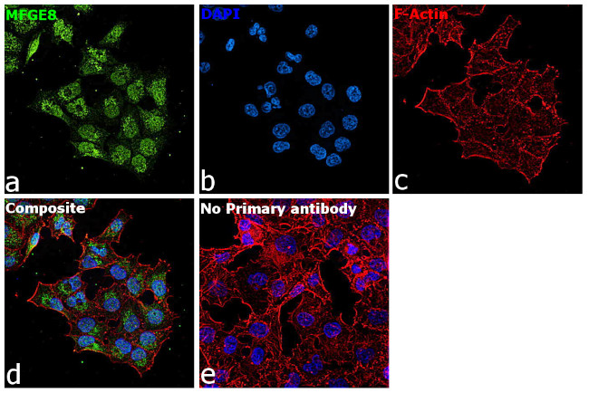 MFGE8 (Lactadherin) Antibody in Immunocytochemistry (ICC/IF)