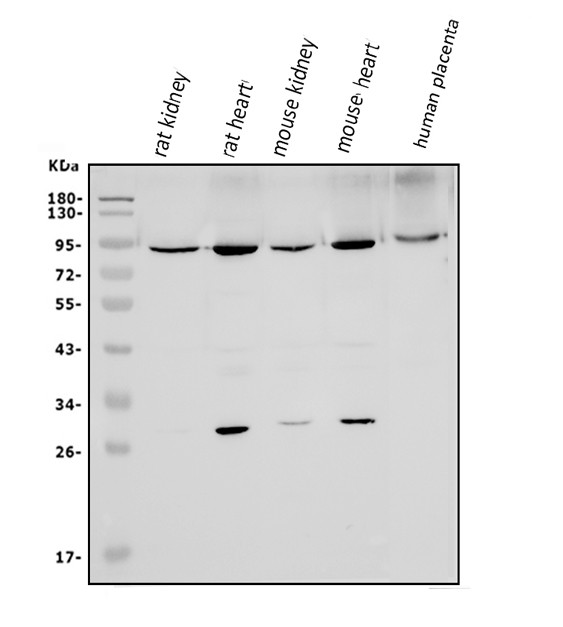 MFN1 Antibody in Western Blot (WB)