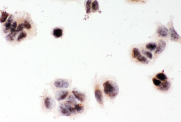 MGMT Antibody in Immunocytochemistry (ICC/IF)