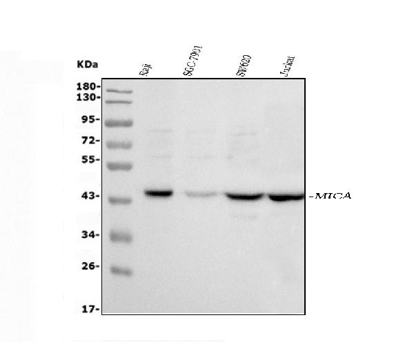 MICA Antibody in Western Blot (WB)